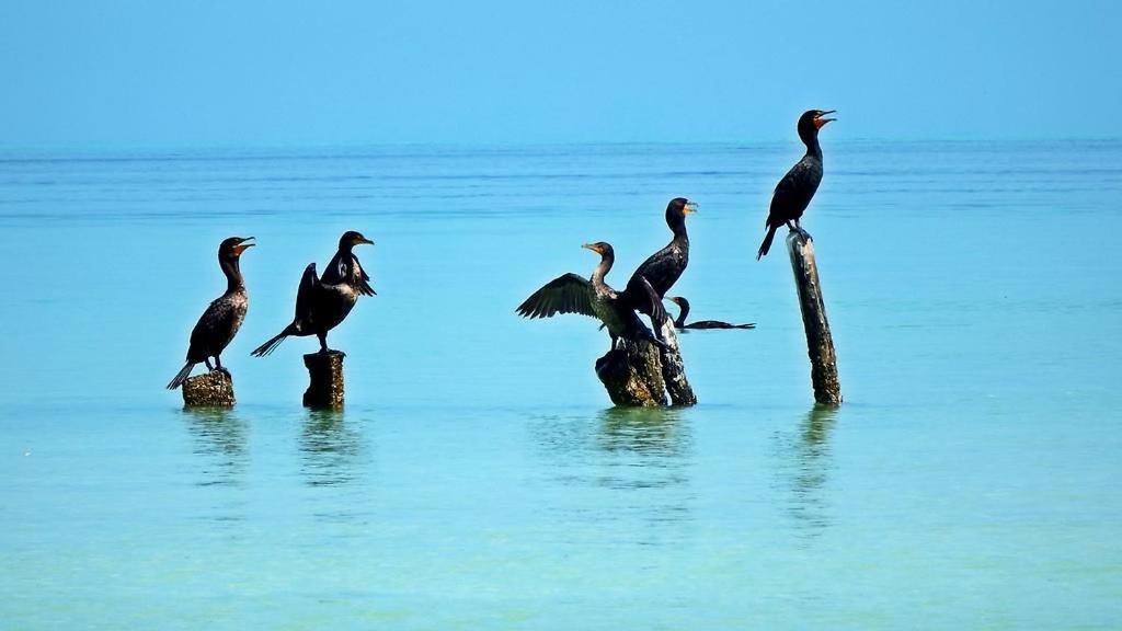 La Puerta Azul Beachfront - Adults Only Isla Holbox Екстериор снимка